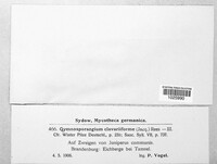 Gymnosporangium clavariiforme image